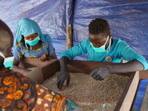 Refugee and host community farmers sort through maize at Makpandu refugee camp in South Sudan, January 2021.
