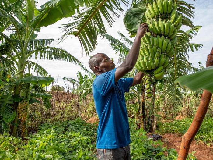 A Congolese man tends banana plants.