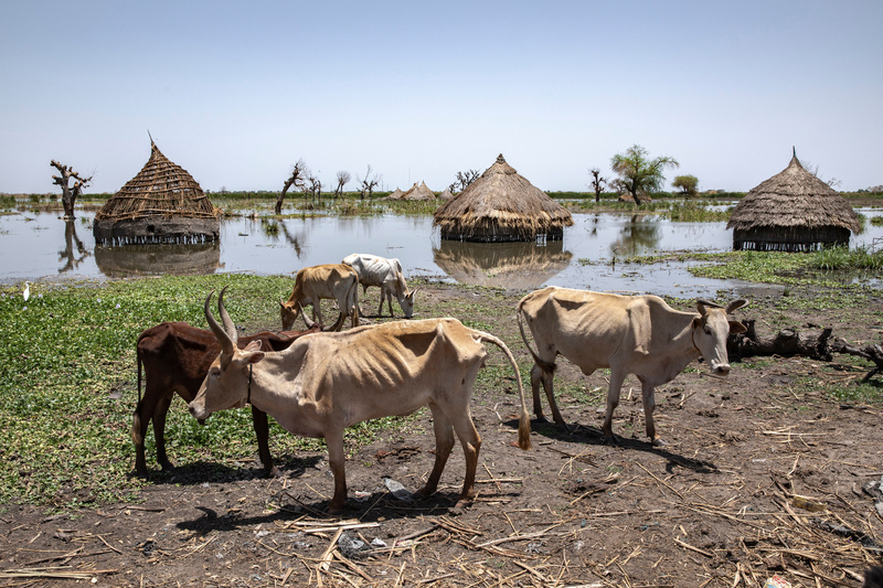 Des bovins émaciés se tiennent près d'un village partiellement submergé