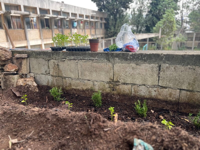 Young herbs are planted in rows beneath a raised wall overlooking a building courtyard