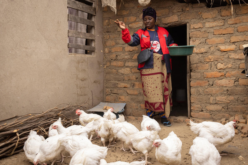 A woman tosses feed to some chickens.