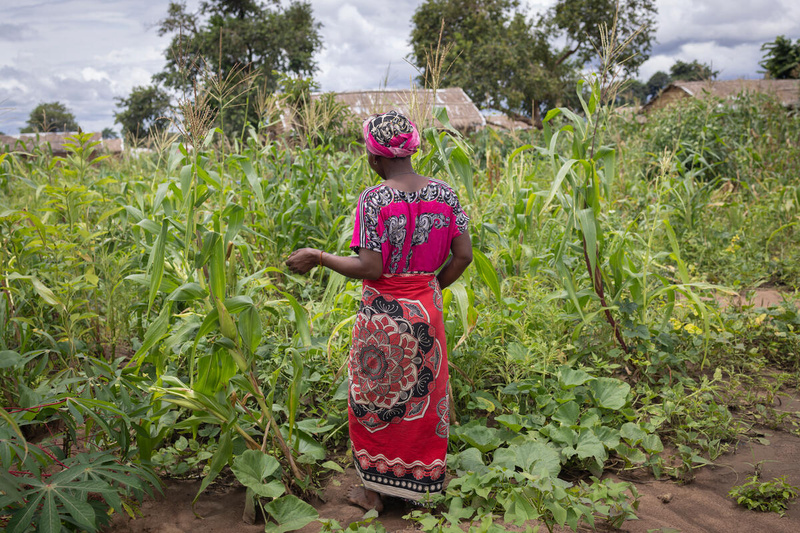 A woman stands in a field of maize with her back to the camera.