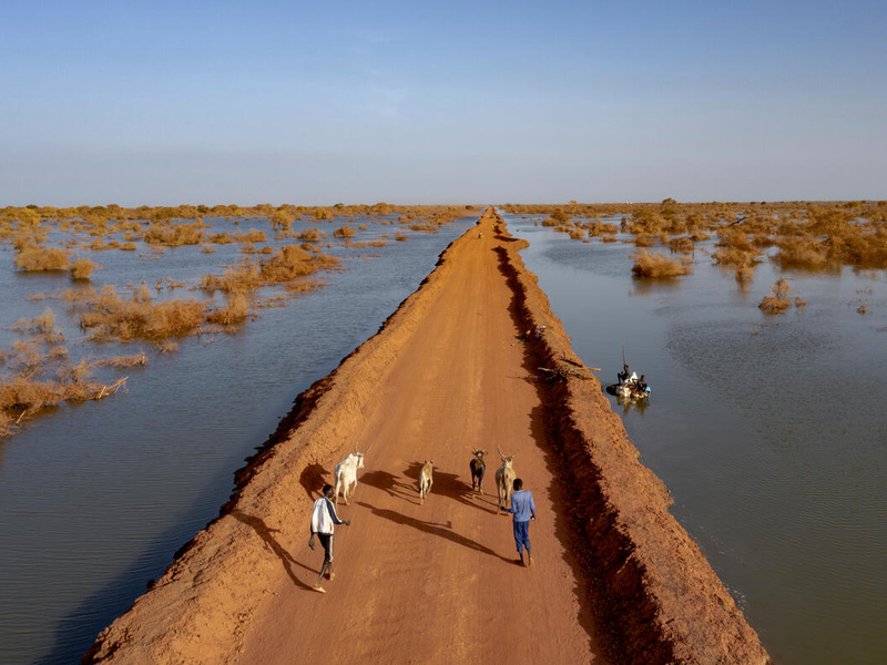 Two people herd goats along a dirt road surrounded by floodwaters that stretch all the way to the horizon.
