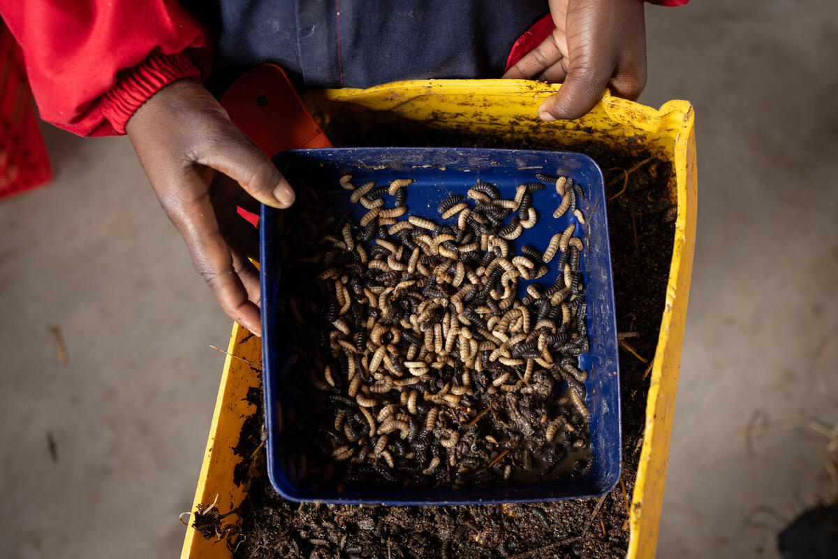 A hand holding a container of fly maggots.