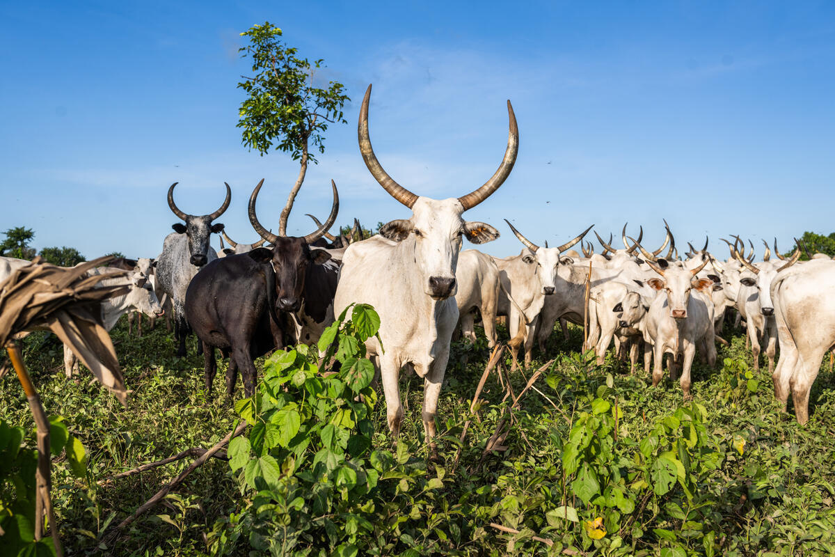 A herd of cattle with long horns face the camera.