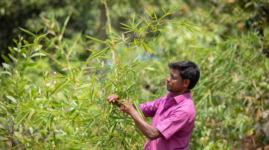 Bangladesh. Bamboo forestry holds promise for Rohingya camps