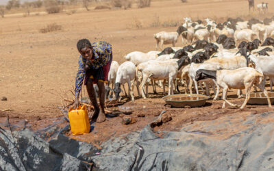 Ethiopian families struggle to survive amid record drought