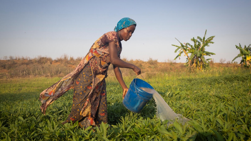 โดโรธี รดน้ำแปลงเกษตรที่เธอปลูกมัน ไม่ไกลจากที่พักพิงผู้ลี้ภัยมาราเทน ไซโคลนกอมเบ ทำลายพื้นที่บางส่วนในแปลงเกษตรของเธอ แต่เธอได้ปลูกมันขึ้นมาใหม่และมีผลผลิตออกแล้ว © UNHCR/Hélène Caux