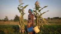 Displaced people join efforts to adapt to climate change in Mozambique