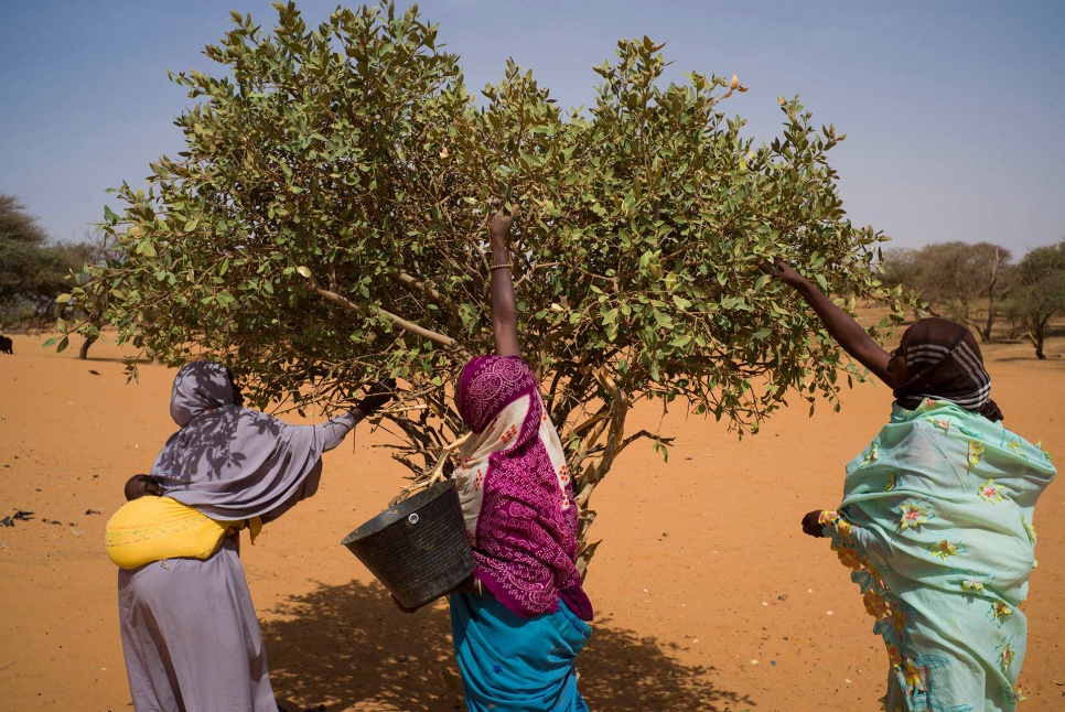 Sudanese refugees forage for wild berries near Touloum camp in eastern Chad. The berries, widely eaten during the Sahel famine in the 1980s, must be cooked for hours to remove their toxicity.