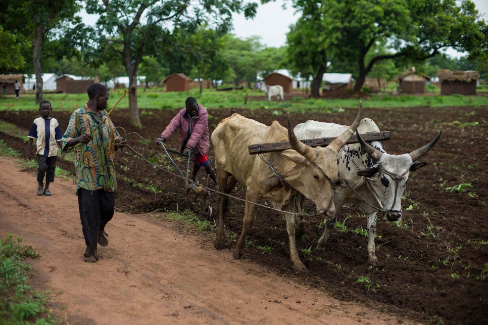 Refugees who fled Central African Republic years ago plough a small plot that will be used to feed newly arrived refugees in southern Chad.