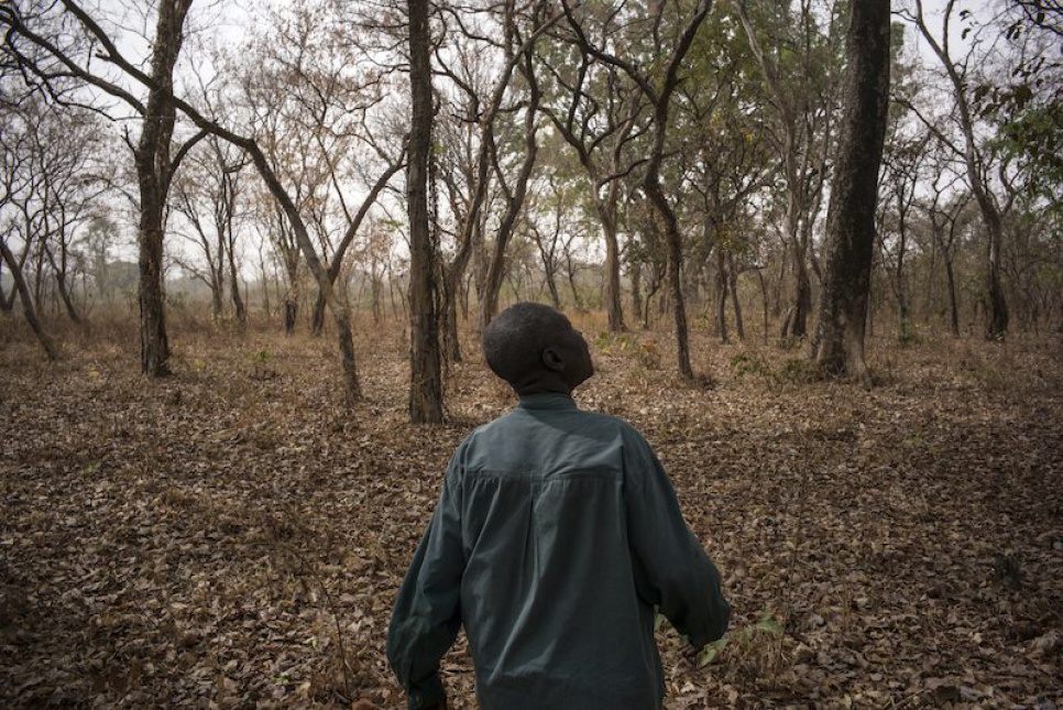 David, who fled fighting in the Central African Republic, walks through a sacred forest in southern Chad.