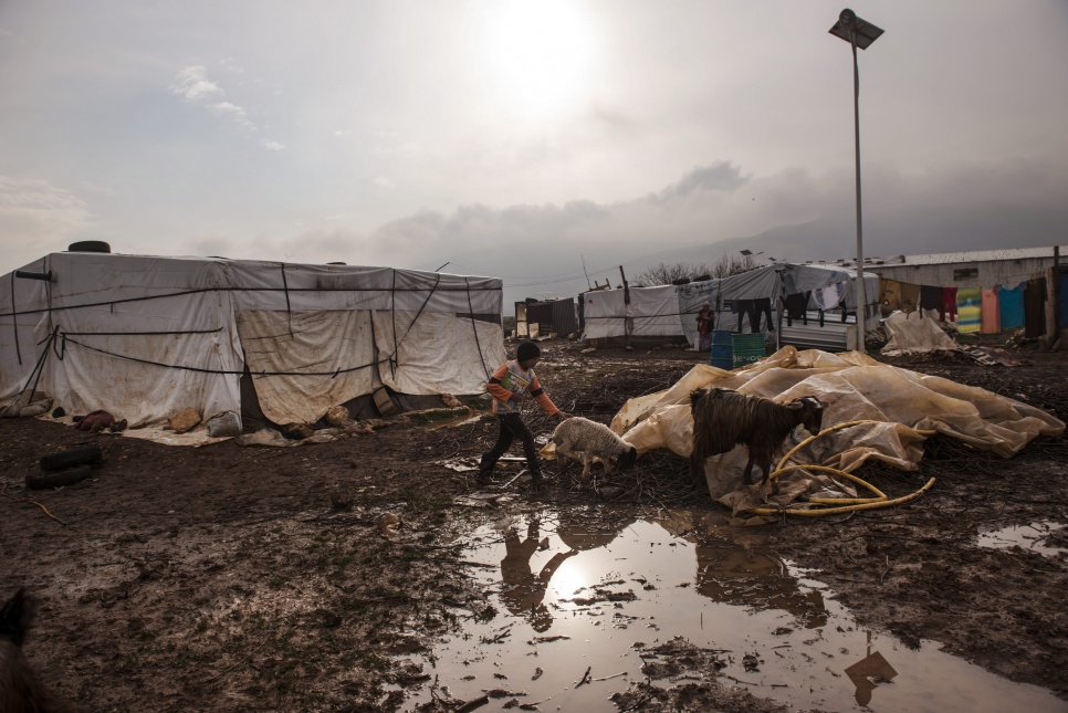 Syrian refugee Mujahid, 11, helps tend sheep at a tented settlement where he and his family live in the Bekaa Valley, Lebanon.