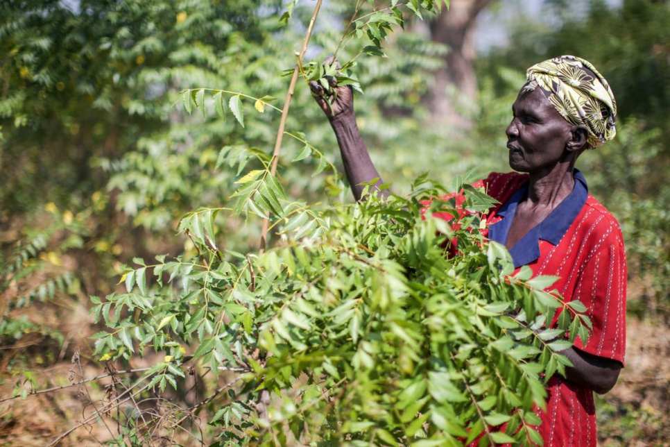 Adhieu Chol collects neem leaves near her home in Rumbek, South Sudan, to prepare a traditional remedy for children with a high temperature, diarrhoea and vomiting.