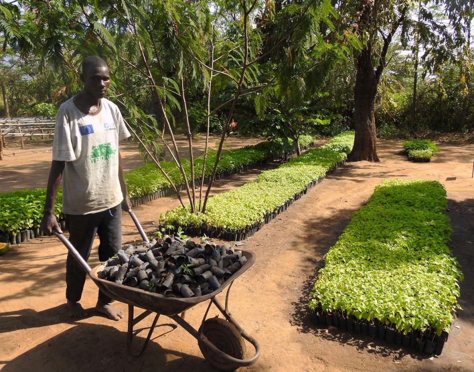 المفوضية لاجئون يزرعون الأشجار لإعادة إحياء الغابات في أوغندا