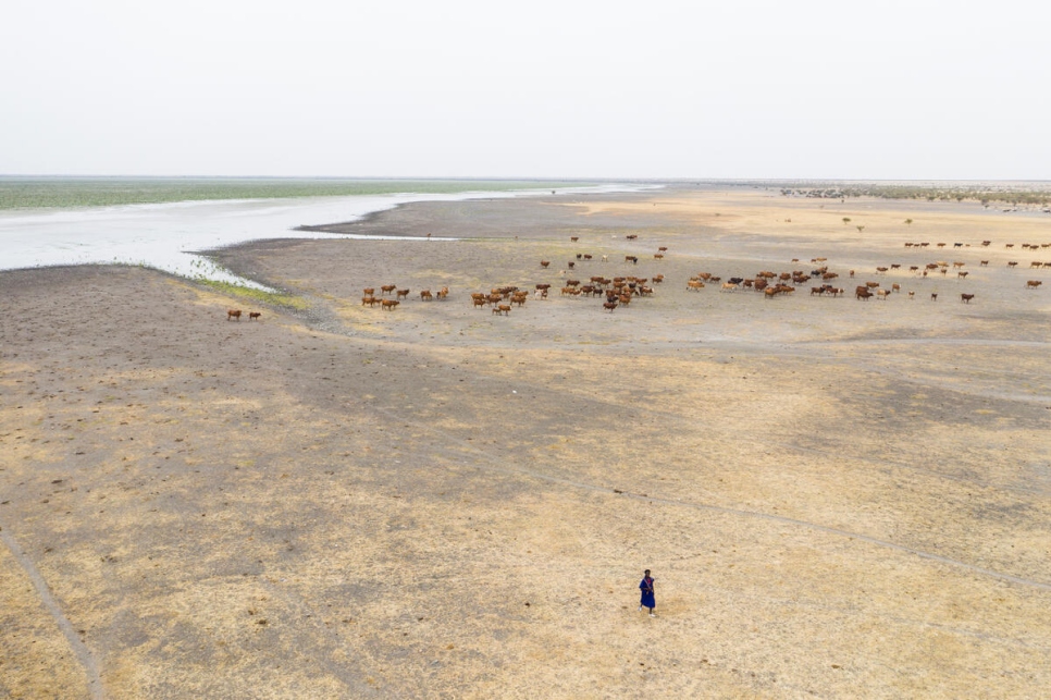راعٍ من قبائل الفولاني يقود ماشيته من مياه بحيرة محمودة المنحسرة في موريتانيا. 