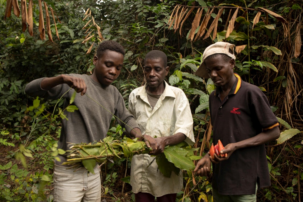 داماس نغويست (في الوسط) يساعد زميله كلاف (إلى اليسار) على ربط حزم من الأوراق التي تم جمعها في الغابة بينما يحمل ابنه الأكبر، بيبيلا، (على اليمين) فاكهة التندولو التي جمعها. 