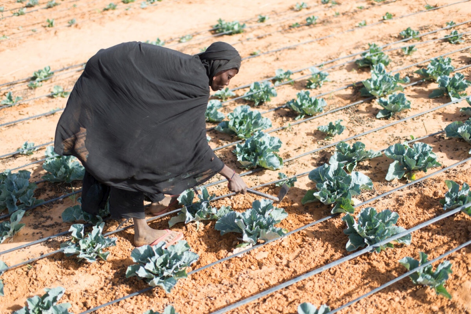 اللاجئة المالية سلامة ايسوفو تعتني بالخضروات في أرضها.