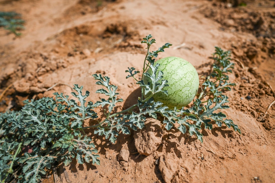 ينمو البطيخ في حديقة السوق، والتي تم إنشاؤها لتنويع إنتاج الغذاء وضمان الاكتفاء الذاتي في المدينة.