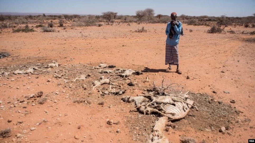 Somalia. Devastating drought