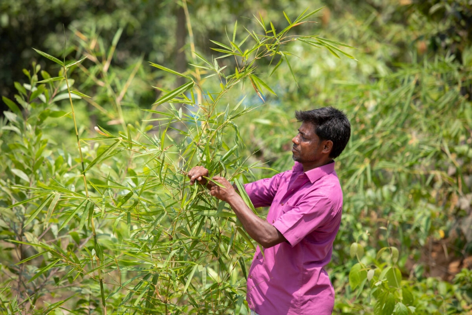 Bangladesh. Bamboo forestry holds promise for Rohingya camps