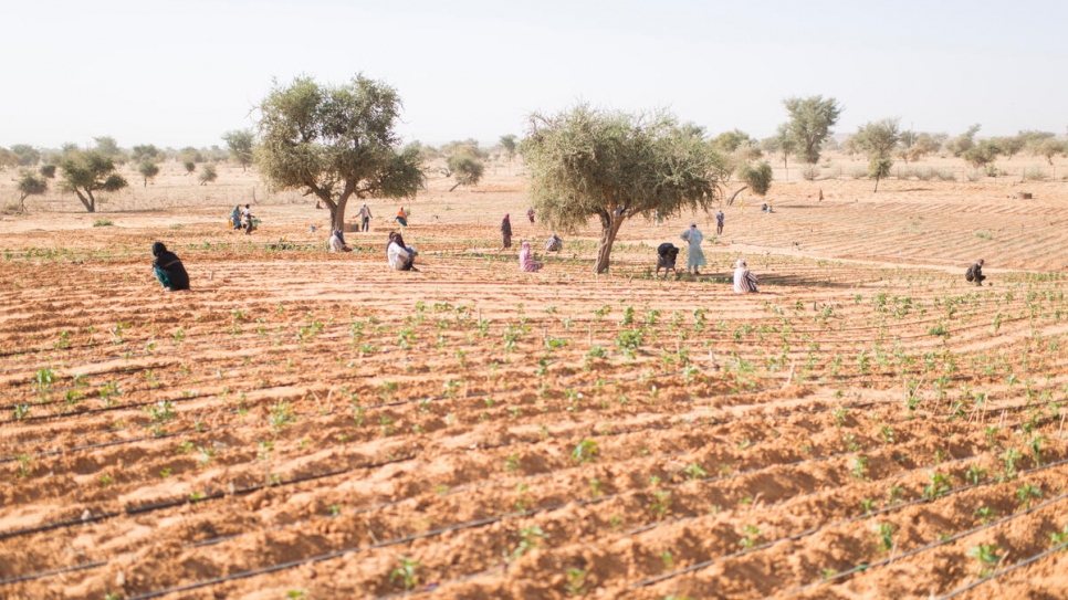 UNHCR - Communities in Niger adapt to displacement and a changing climate - Vimarsana News