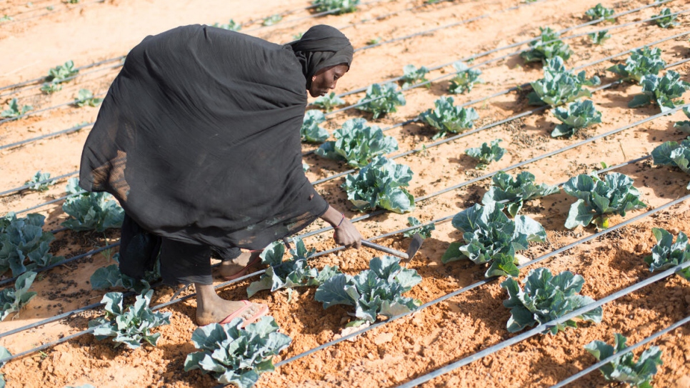 Malian refugee Salama Issoufou tends vegetables in her irrigated plot.