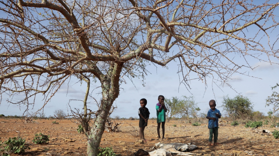UNHCR - UNHCR appeals for life-saving aid for millions affected by catastrophic Horn of Africa drought - Vimarsana News