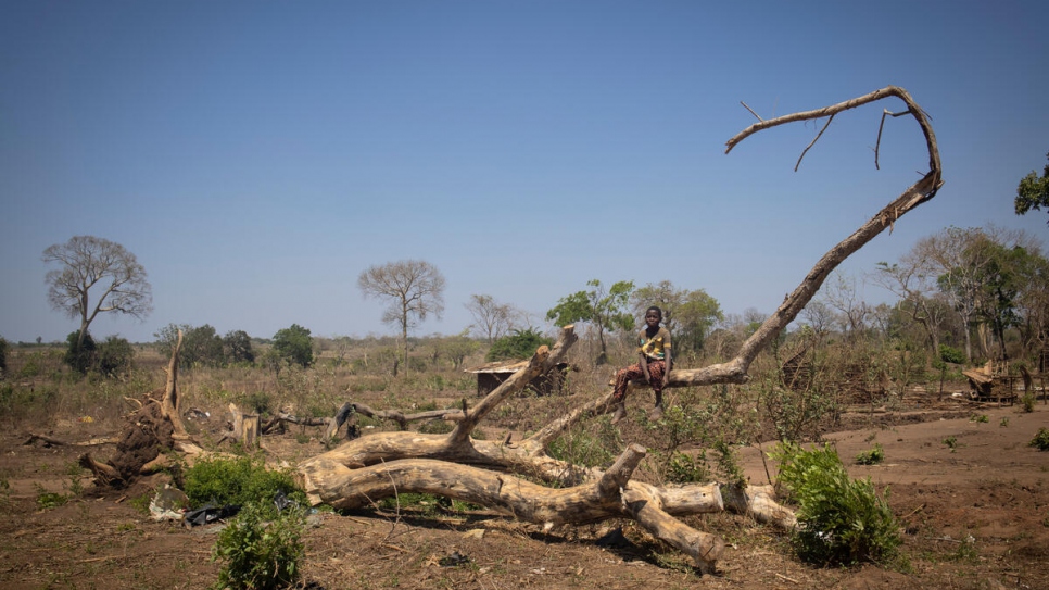 A young boy sits on a tree that was uprooted by Cyclone Gombe in Corrane site for displaced people. The site hosts some 7,000 people who have fled violence in Cabo Delgado province. 
