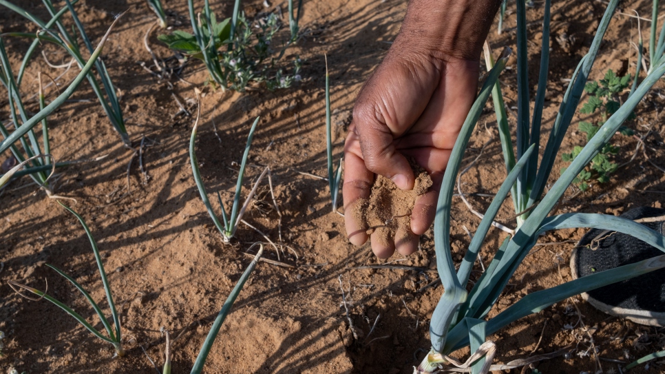 Avec des températures de près de 40 degrés à Osire et une pénurie d'eau, les réfugiés ont du mal à cultiver les terres qui sont une source vitale de nourriture et de revenus. 