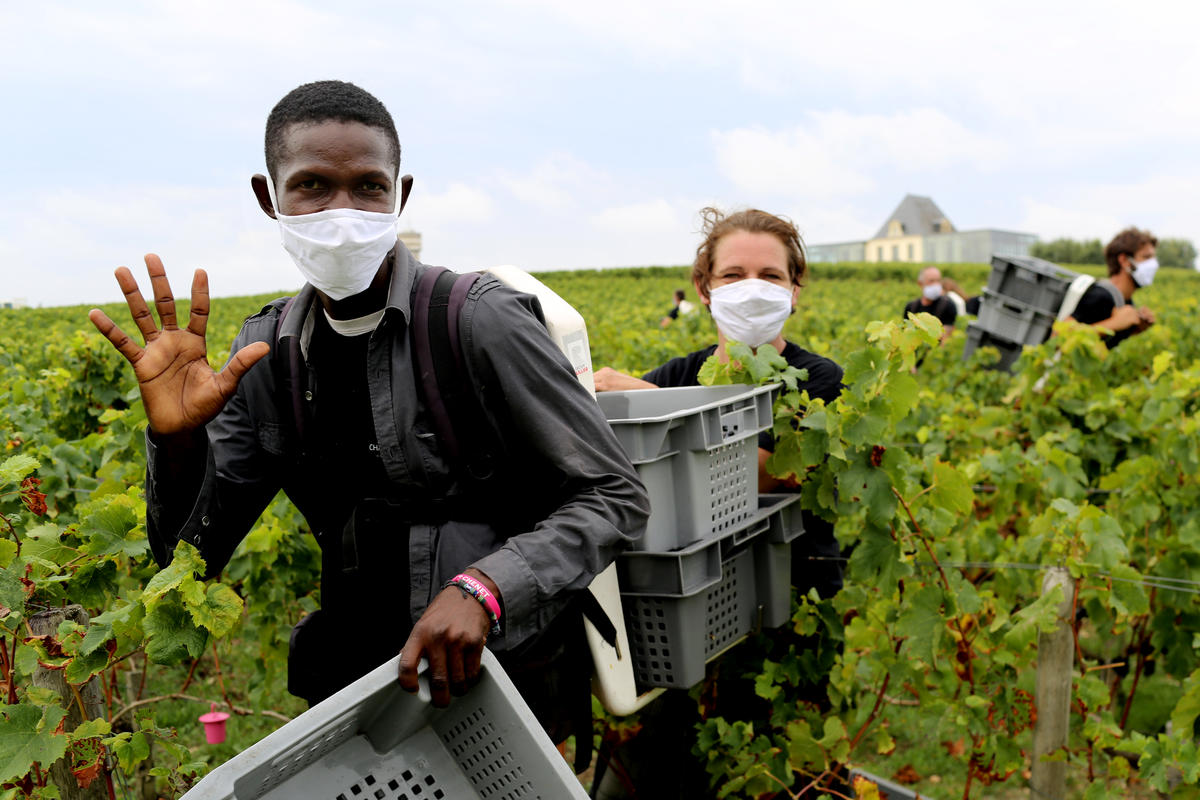 France. Refugees help keep vineyards in business during COVID-19