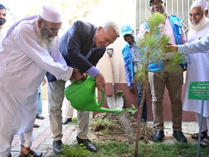 Two men water a newly planted sappling as others look on