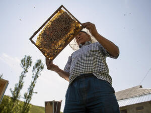 Kyrgyzstan. Stateless beekeeper gets passport to pursue dreams