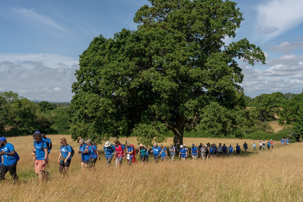 A column of people walk through a grassy field, past a large oak tree.