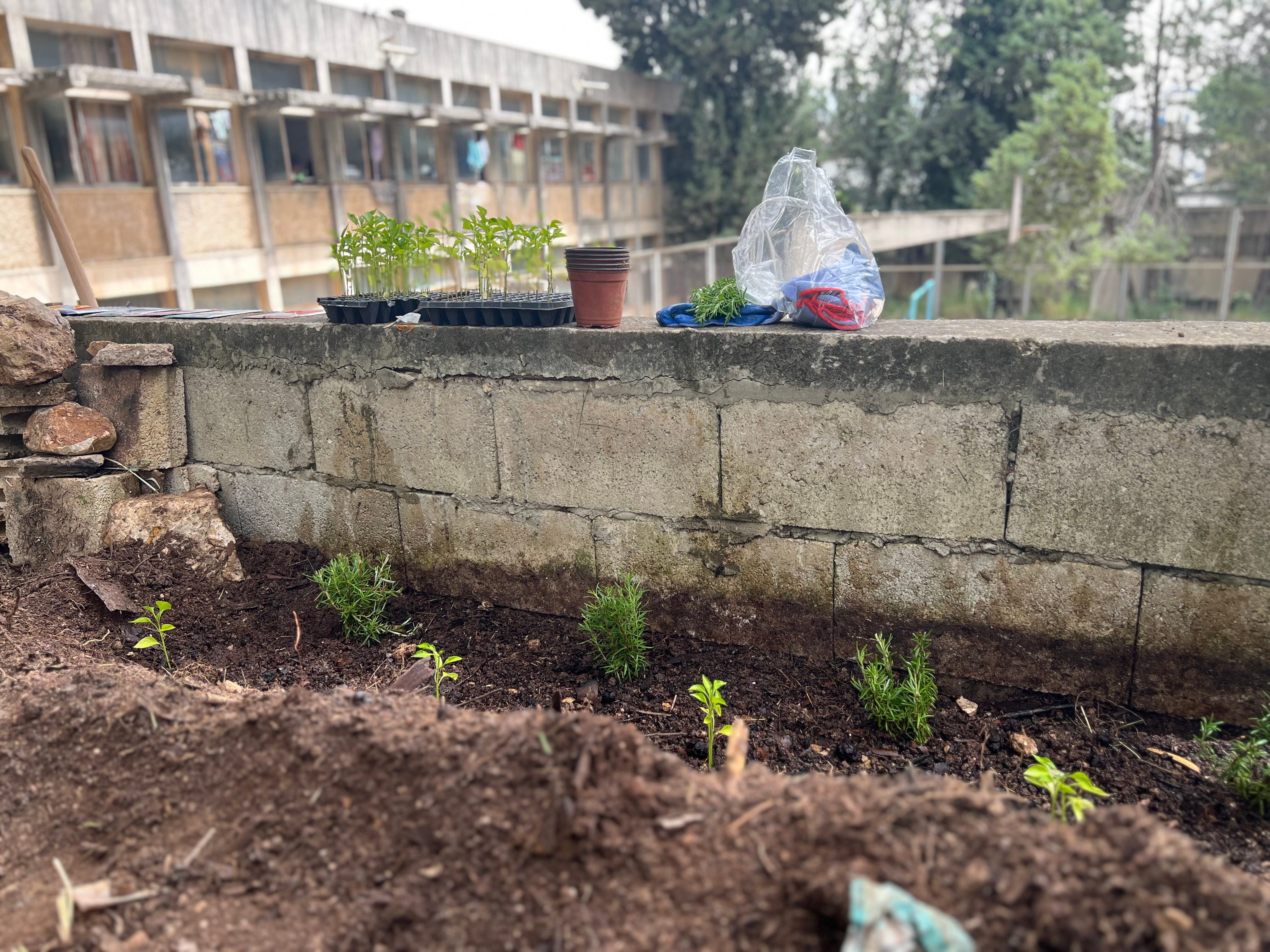 Young herbs are planted in rows beneath a raised wall overlooking a building courtyard
