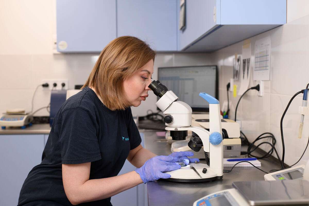 A woman wearing blue gloves looks through a microscope in a laboratory.