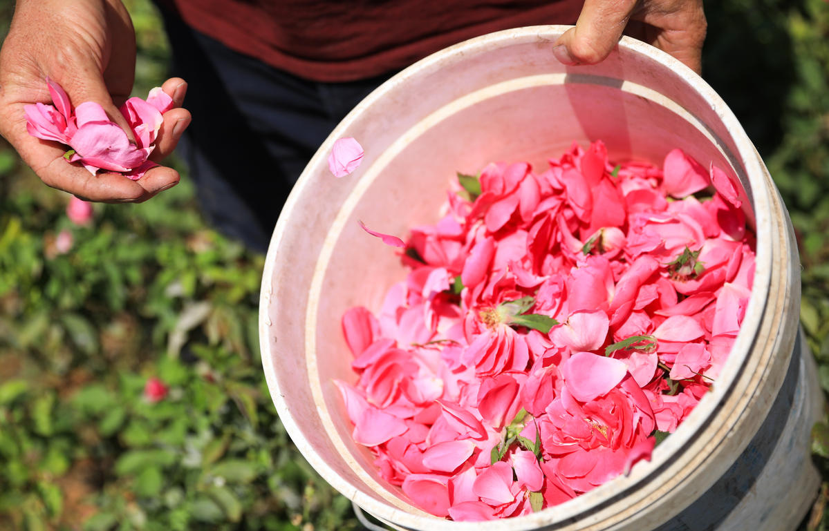 Roses from the field in to the bucket