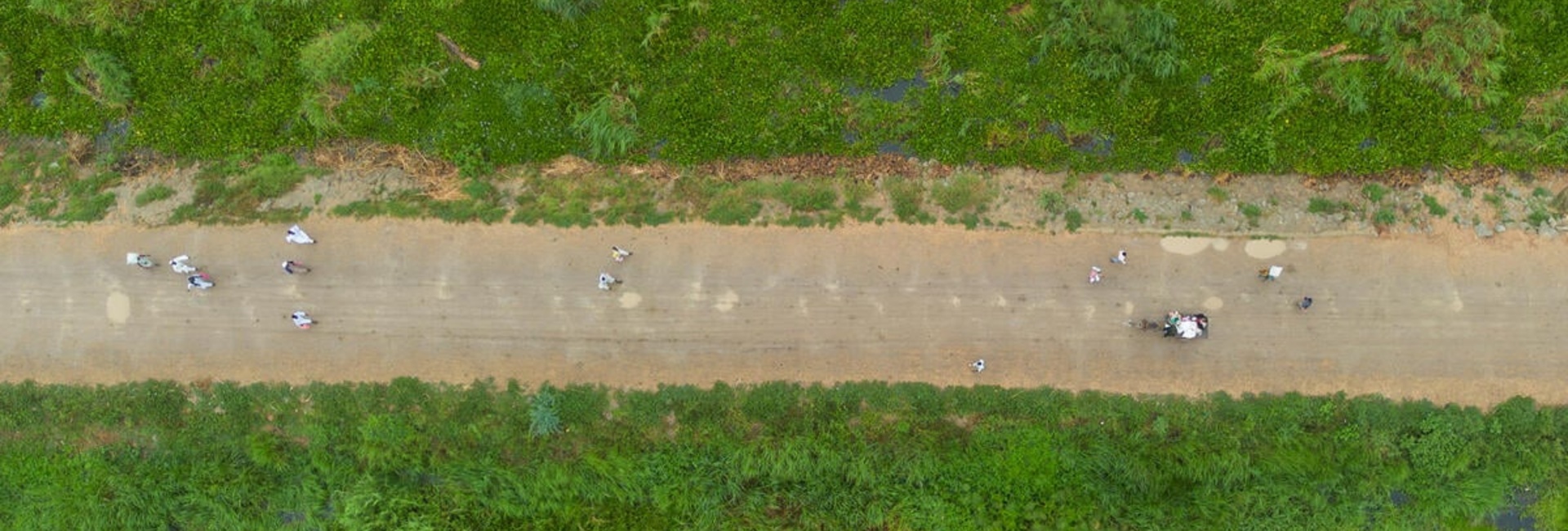 Aerial view of people walking on a wide dirt road between dense greenery.