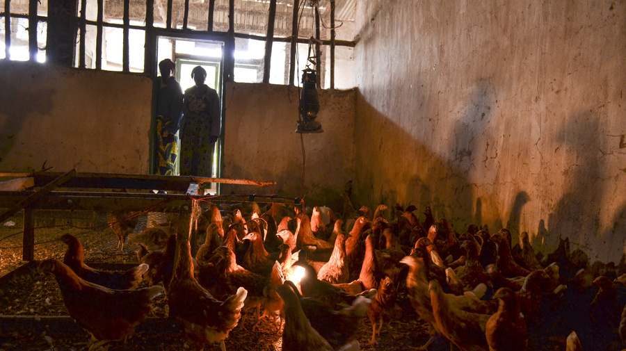 Widows work in a poultry project in Gihembe Refugee Camp that provides food and income to women who have survived violence and torture.