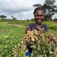 A woman stands in front of a field holding a bundle of harvested groundnut plants