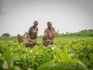 An older woman and a younger woman hoe a field where crops are growing.