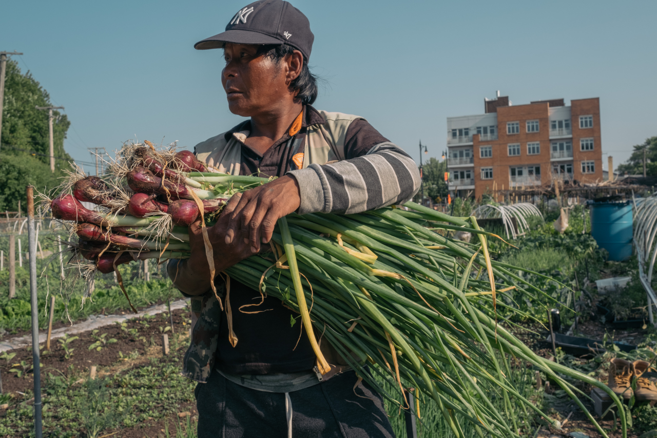 Refugees from Myanmar harvesting vegetables in their plots at the Global Garden Refugee Training Farm in Chicago, Illinois.