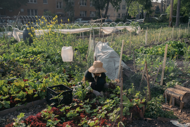 Refugees from Myanmar harvesting vegetables in their plots at the Global Garden Refugee Training Farm in Chicago, Illinois.