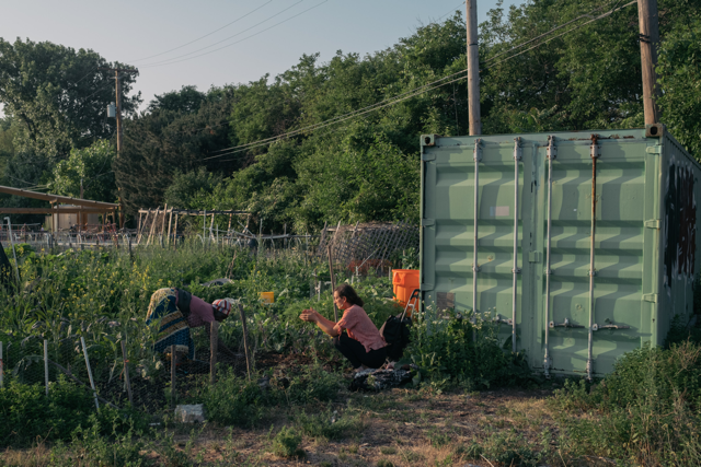 Hayley LeRand, the Executive Director of the Global Garden Refugee Training Farm in Chicago, Illinois. The farm provides space for refugees to grow and sell their vegetables.