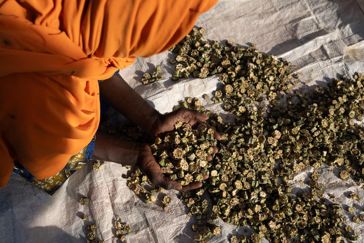 A woman cups some dried okra in her hands.