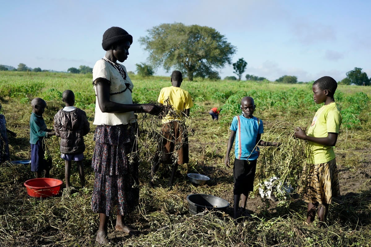 Uganda. South Sudanese refugees regenerate rice-growing economy