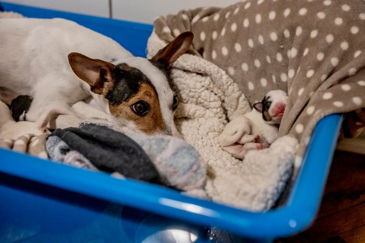 Serbia. Syrian Refugee Finding Love and Employment