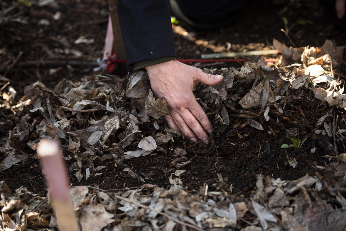 Ukraine. A female deminer looks for landmines in the Donbas area
