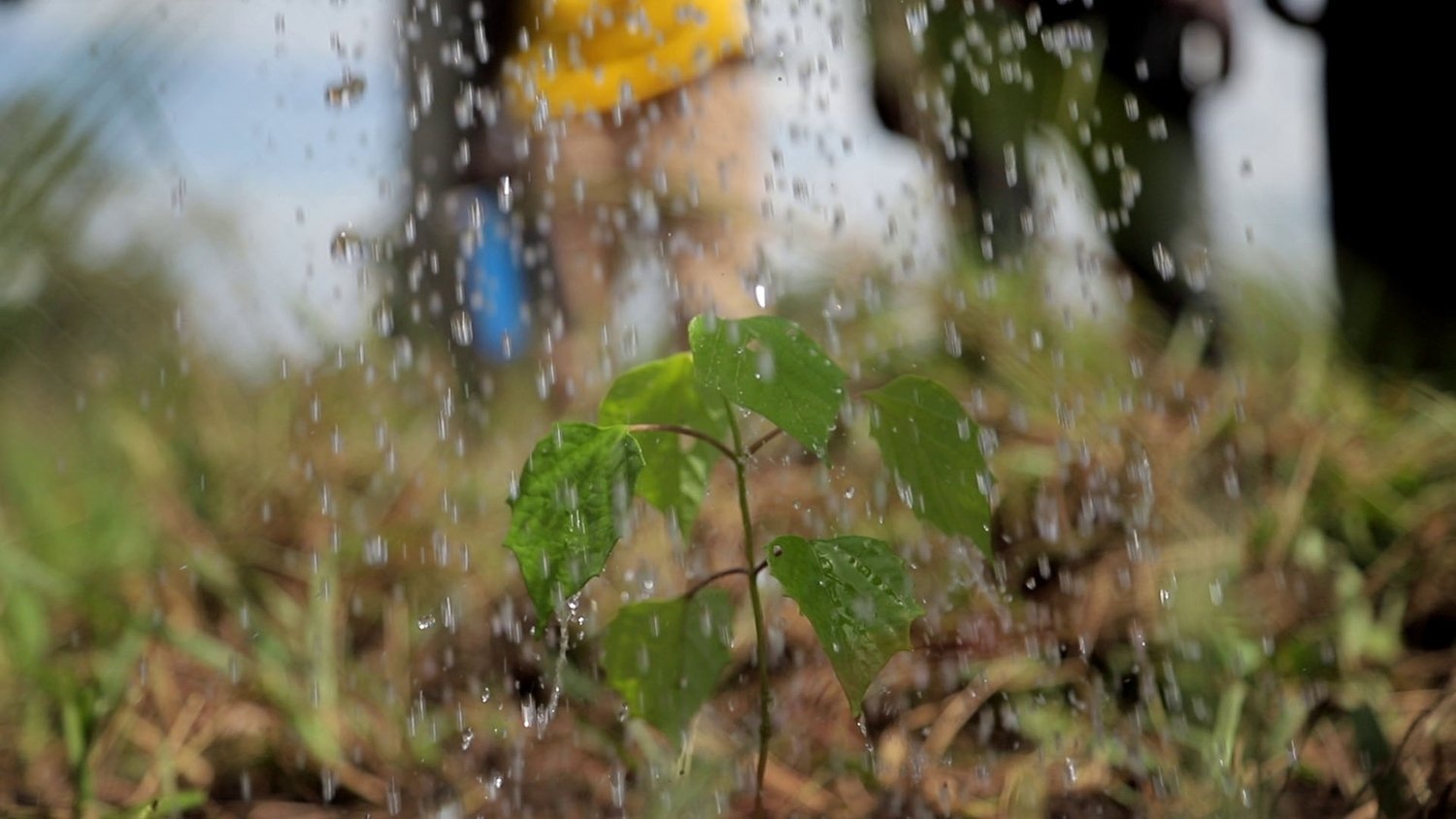 Refugees water a tree seedling they have just planted at Palabek settlement in Uganda.