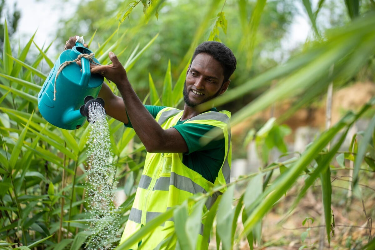 A man watering seedlings